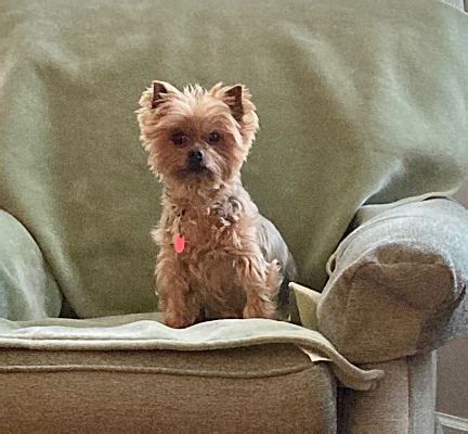 yorkshire terrier for sale washington state